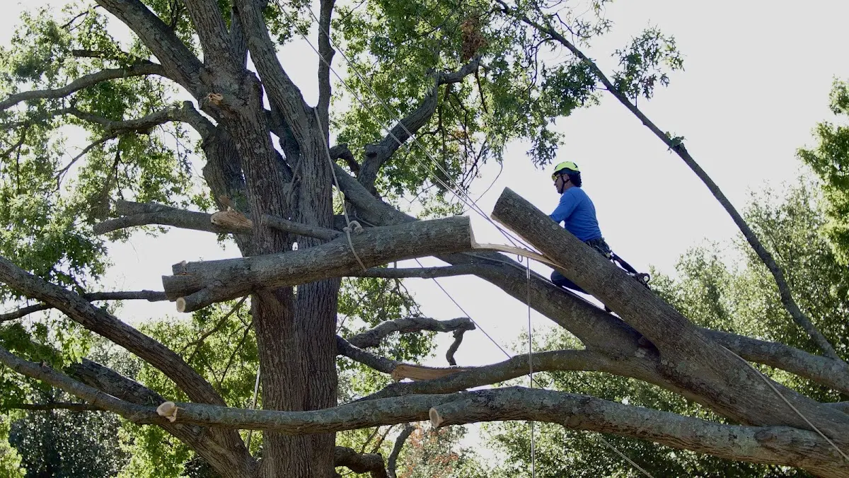 Professional Crown Thinning performed by certified arborists in Mode