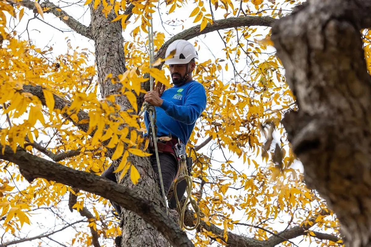Skilled Tree Transplanting crew working in Mode